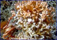 coral-agua-fria-corales
