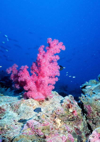 corales-arrefices-coralinos