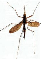 descubrimientos mosquito