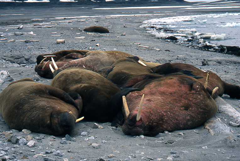 grupo-morsas-durmiendo-walrus-walrusses-sleeping-bunch