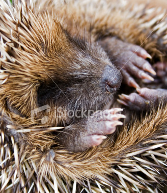 hedgehog-sleeping-erizo-durmiendo-baby_cria