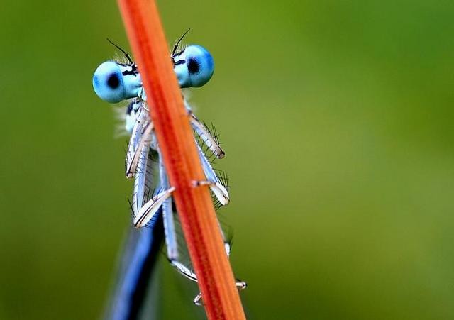 humor-animales-insecto-ojos