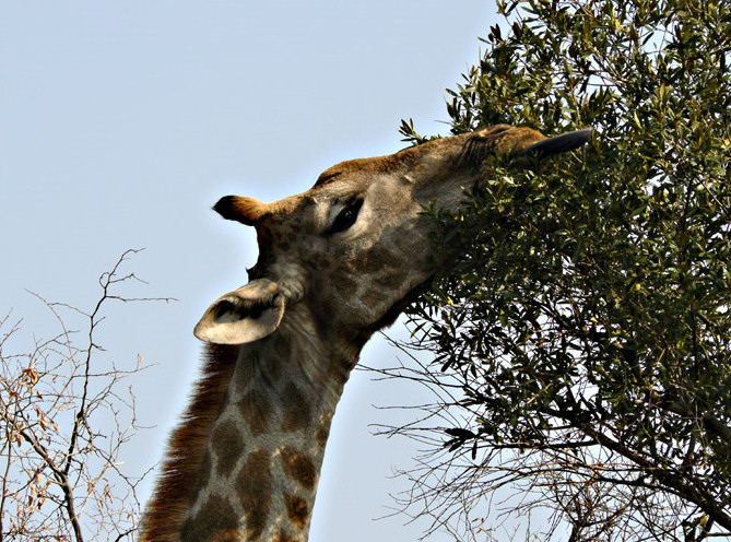 jirafa comiendo arbol