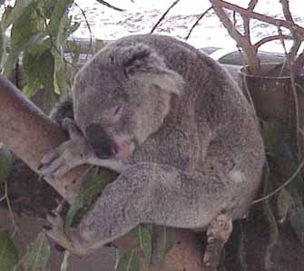 koala-durmiendo-sleeping-napping
