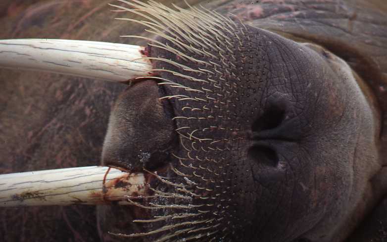 morsas-durmiendo-walrus-walrusses-teeth-dientes