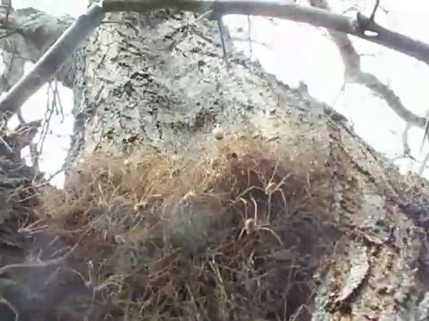 nido aranas opiliones murganos segadores