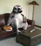 Qué ocurre cuando los animales se comportan como los humanos animales-comportamiento-humano-00