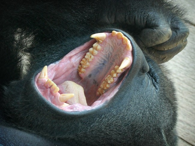 animales-divertidos-gorila-dentadura