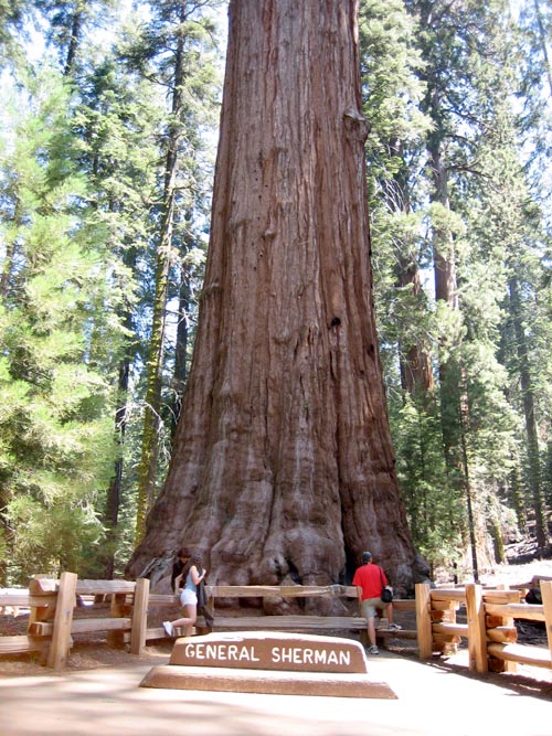 general_sherman secoya sequoia