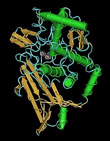 hemocianina proteina Hemocyanin