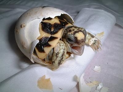 nacimiento-tortuga-huevos-caparazon