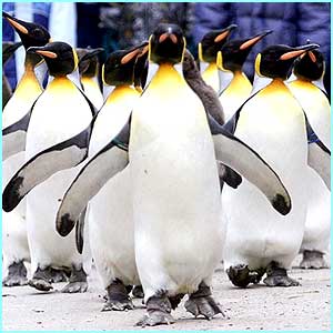 penguins-pinguinos-divertidos-video