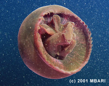 Gumdrop jelly "Big Red" tiburonia-gran-rojo-ulmaridae-mbari