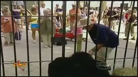 video humor gorila zoo
