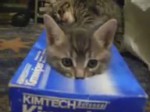 Videos de gatitos videos gatitos jugando