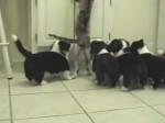 Al amor puede matar Welsh Cardigan Corgi perritos gato 0