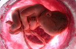 ¿Cuando comenzamos a diferenciar sabores? bebe feto utero materno placenta