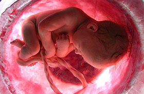 bebe feto utero materno placenta