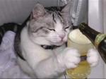 imagenes-risa-gato-divertidas-7