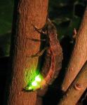 luciernaga-firefly-brillo