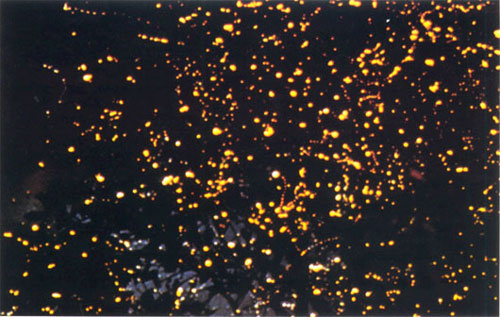 luciernagas fireflies luz light