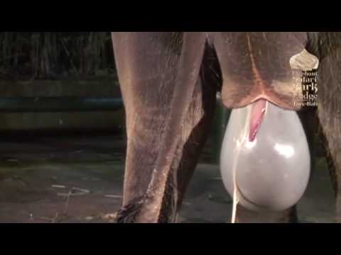 parto elefante-bali indonesia