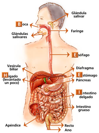 sistema-digestivo-esquema-grafico