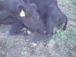 vaca bebiendo propia leche