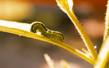 Spodoptera exigua oruga rosquilla verde