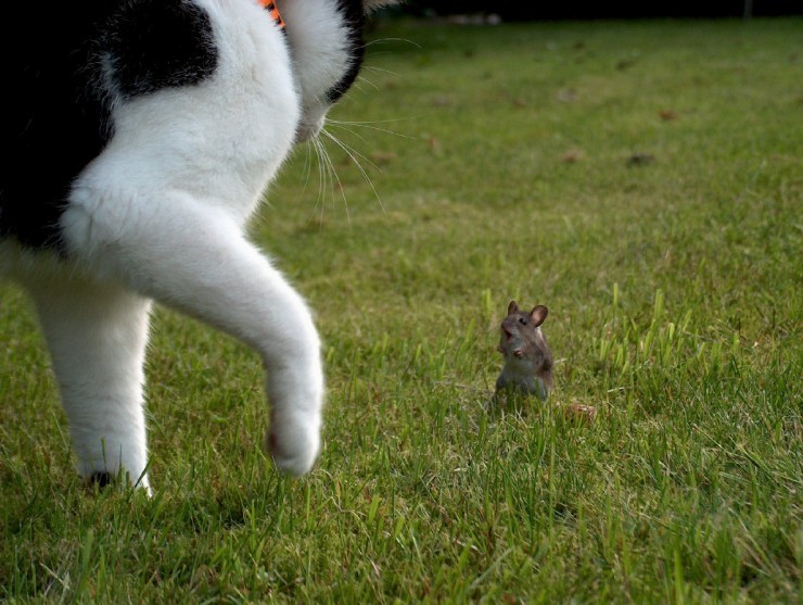 animales-graciosos-curiosos-gato-raton