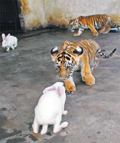 cria tigre viviendo conejos