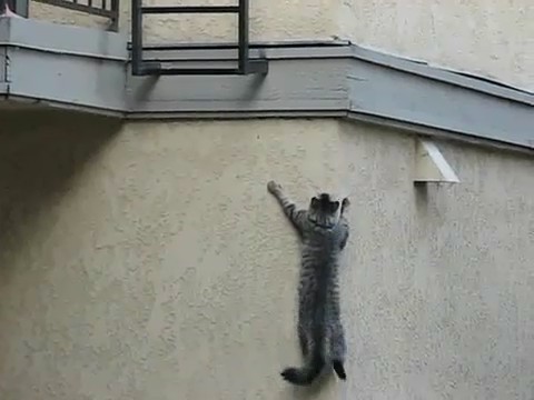 gato trepando pared trapa