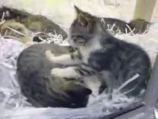 gatos masaje masajeando
