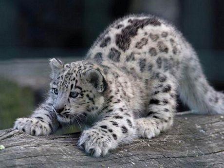 leopardo-de-la-nieve