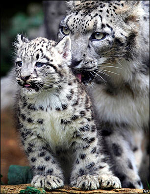 leopardo de las nieve cria