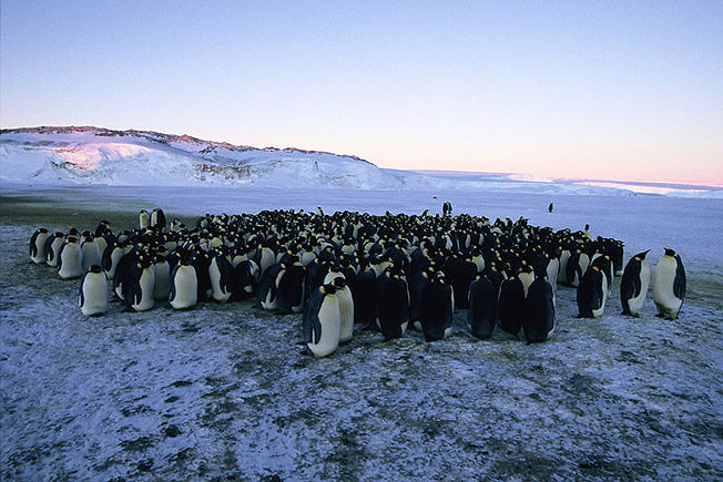 marcha-pinguinos-viaje-emperador