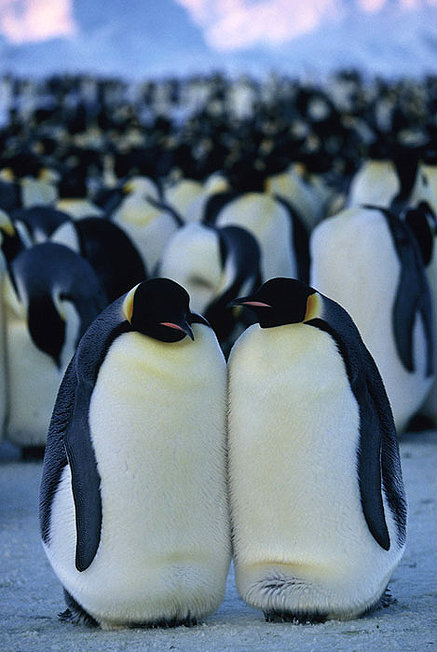 marcha-pinguinos-viaje-emperador