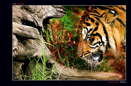 postales-naturaleza-tigre-tiger