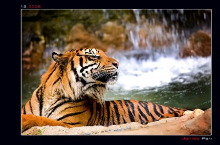 postales-naturaleza-tigre-tiger