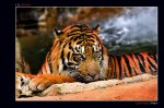 postales-naturaleza-tigre-tiger-5