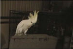 Vídeos de cacatúas bailarinas snowball-cacatua
