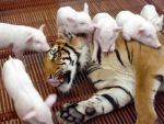 Tigres que amamantan cerditos y cerdos que crían tigres zoo tigres Sriracha tigresa cerditos