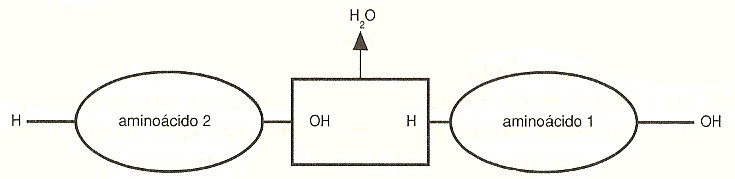 aminoacidos proteinas enlaces