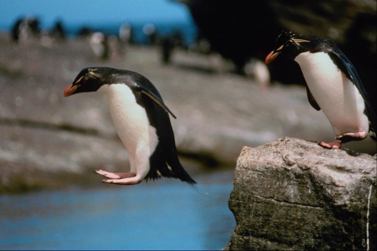 animales-graciosos-pinguino-saltando