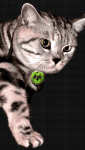 bacardi-breezer-gato-cat