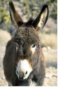 Datos sobre los burros - Blogodisea