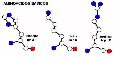 proteinas-aminoacidos-basico