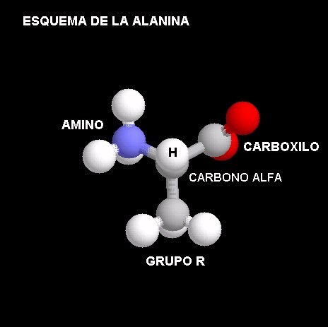 proteinas-aminoacidos-esquema-alanina