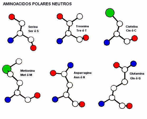 proteinas-aminoacidos-neupol