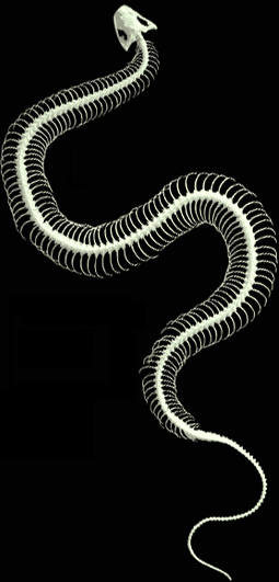 vertebras serpiente snake esqueleto